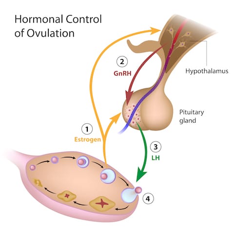 Hormonal Control of Ovulation