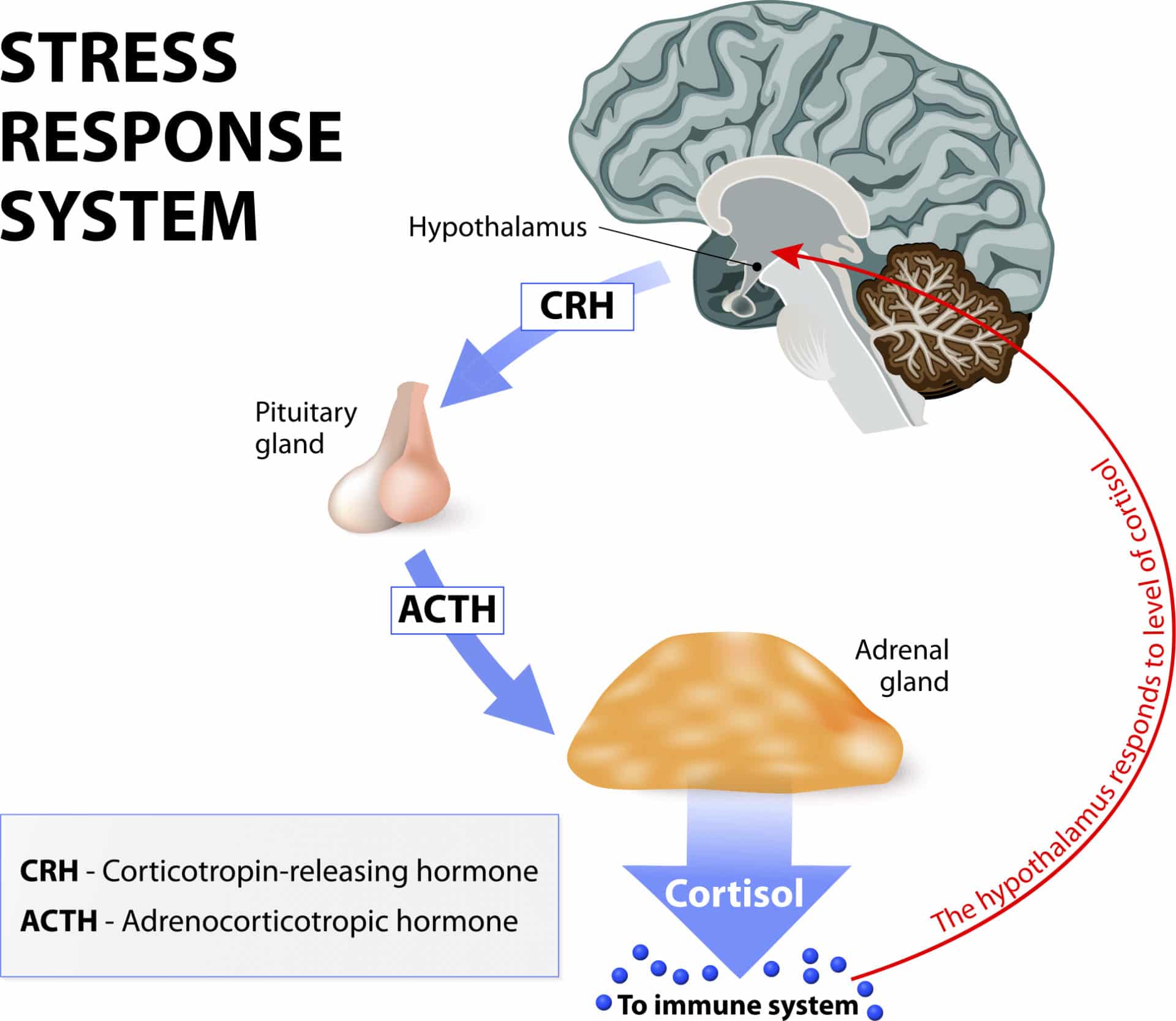 Stress response system