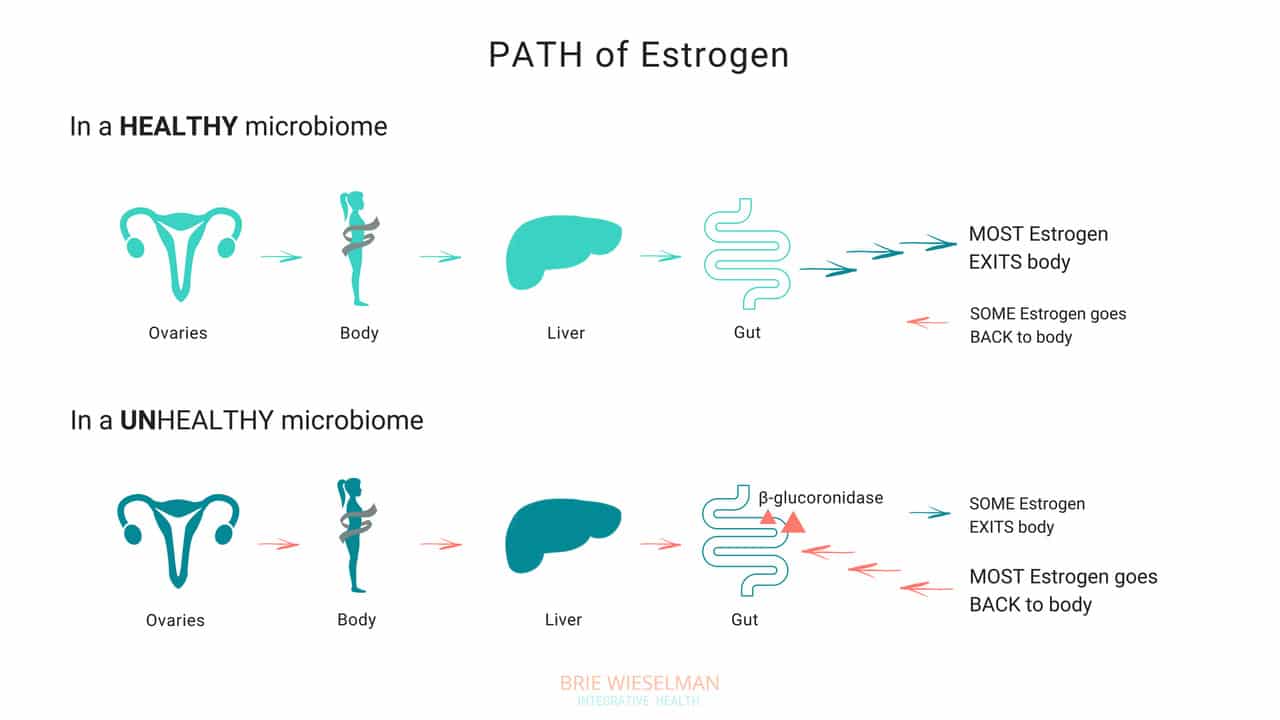 Path of estrogen