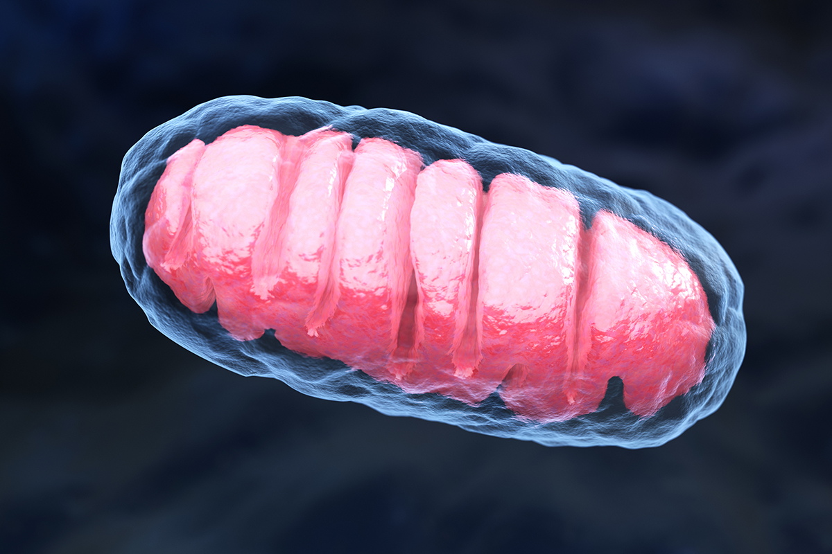 cell Mitochondrion